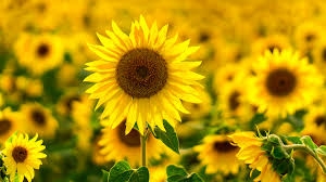 Simply Sunflowers