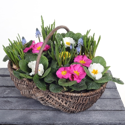 Spring mascari  and pollyanthus planted basket