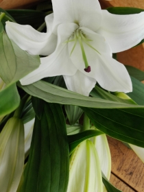 Eco Just Lilies