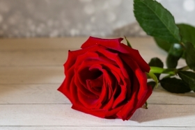 Single Red Rose