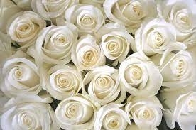 Dozen white roses